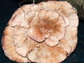 Abortiporus biennis0001